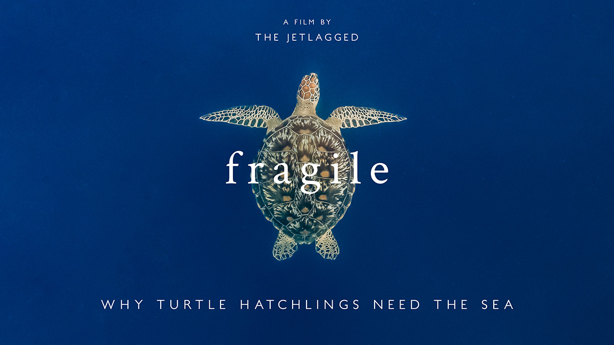 Fragile - Why sea turtle hatchlings need the sea (film poster)