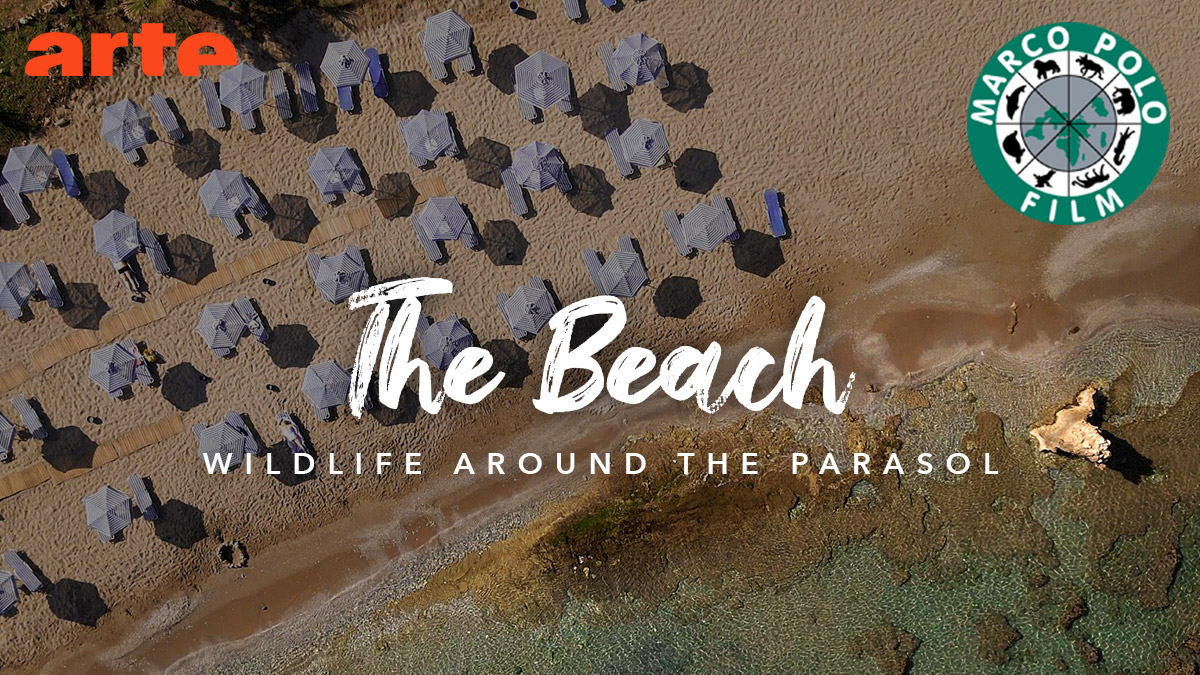 The Beach - Wildlife around the parasol