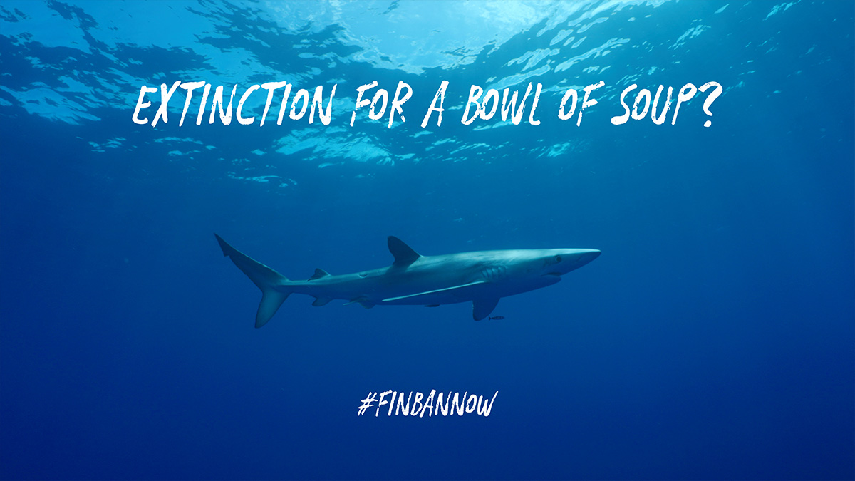 Stop the shark fin trade in Europe