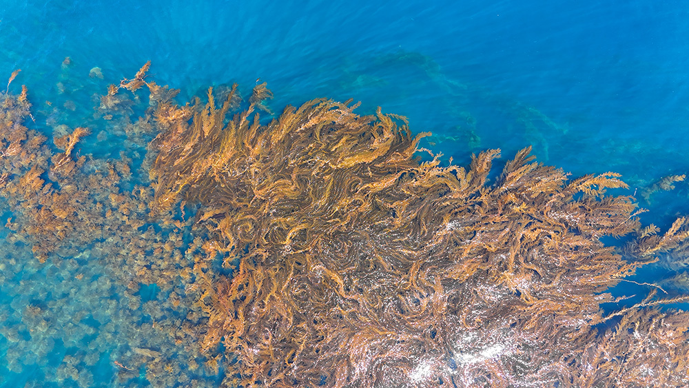 Kelp forest from above