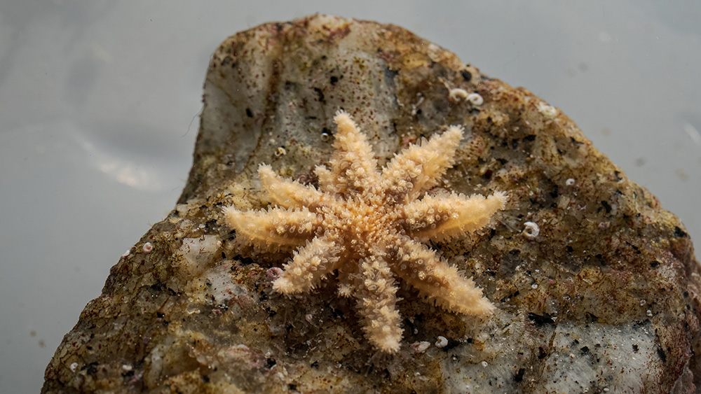 Baby Sunflower Sea Star at the lab