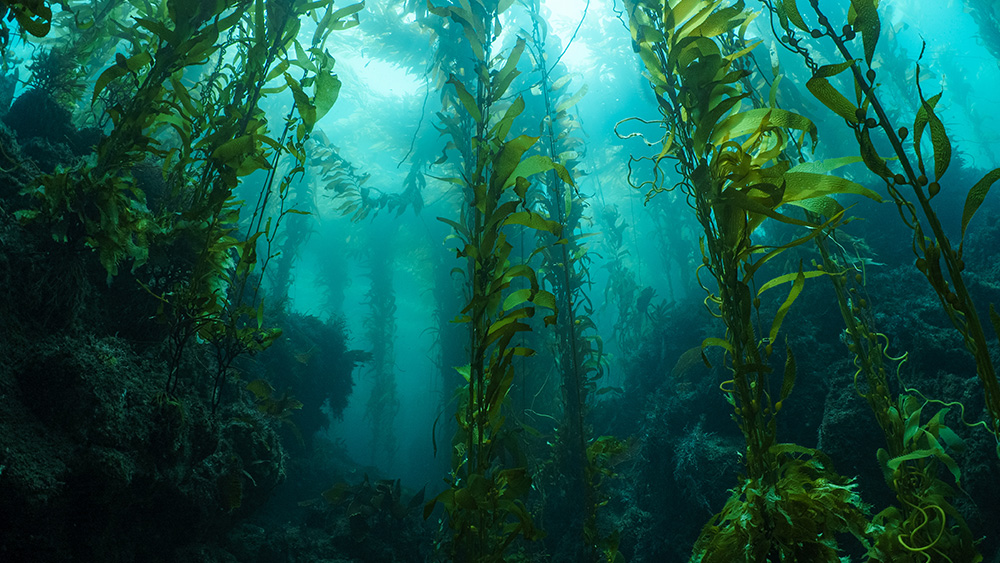 Californian Kelp Forest underwater