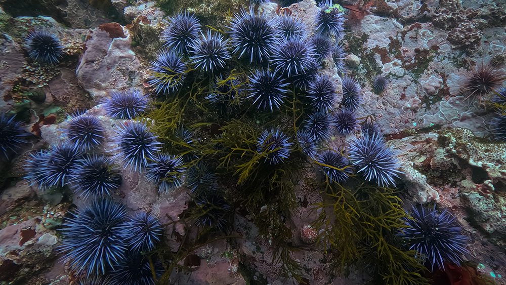 Sea urchin barren