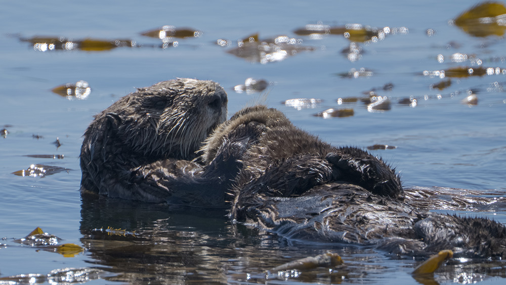 Sea otter with small pup