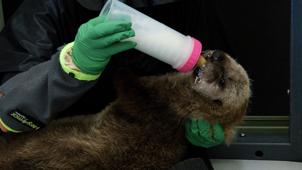 Feeding an orphaned sea otter pup