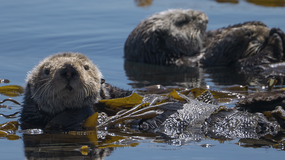 Sea otter resting on the surface