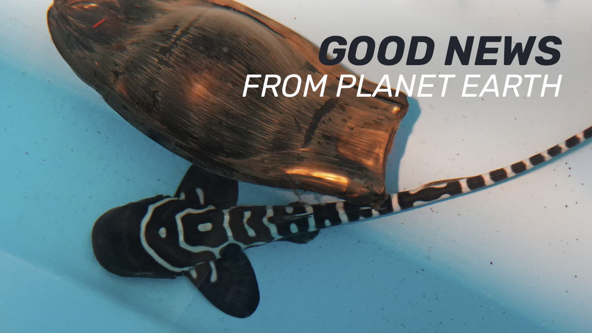 Good News from Planet Earth
