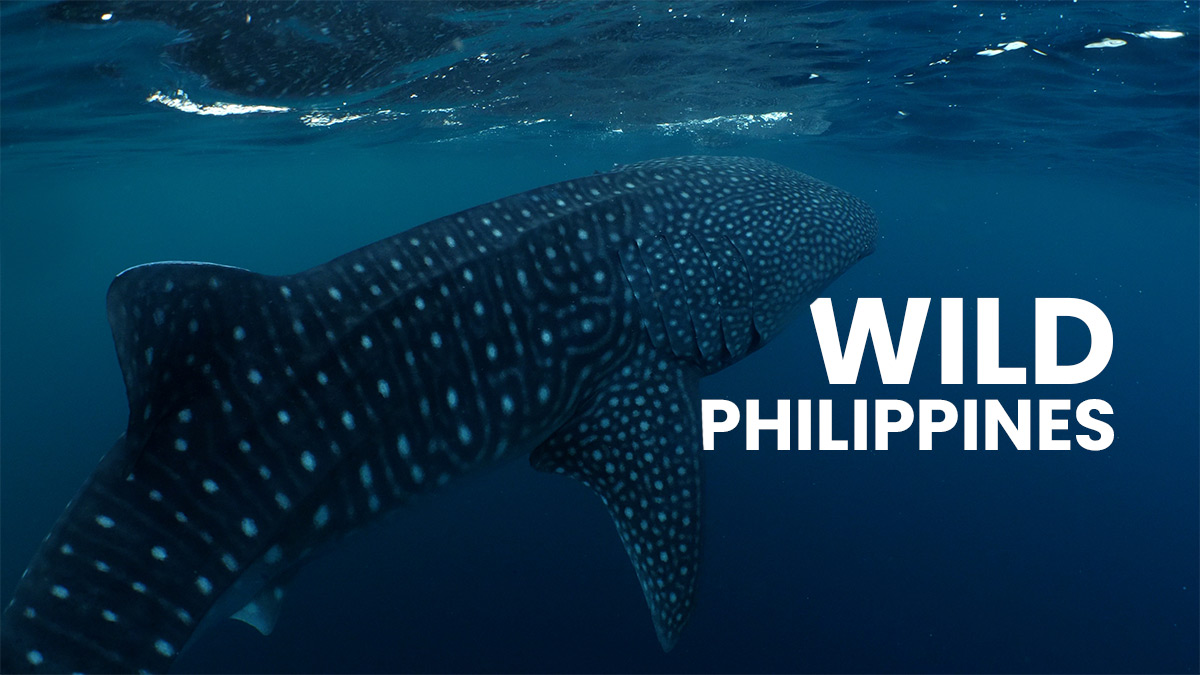 Wild Philippines