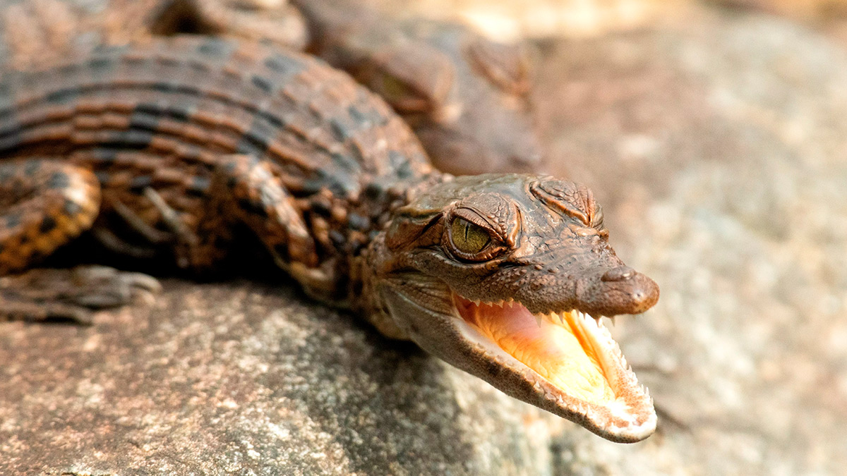 Wild Philippines – Philippine Crocodile