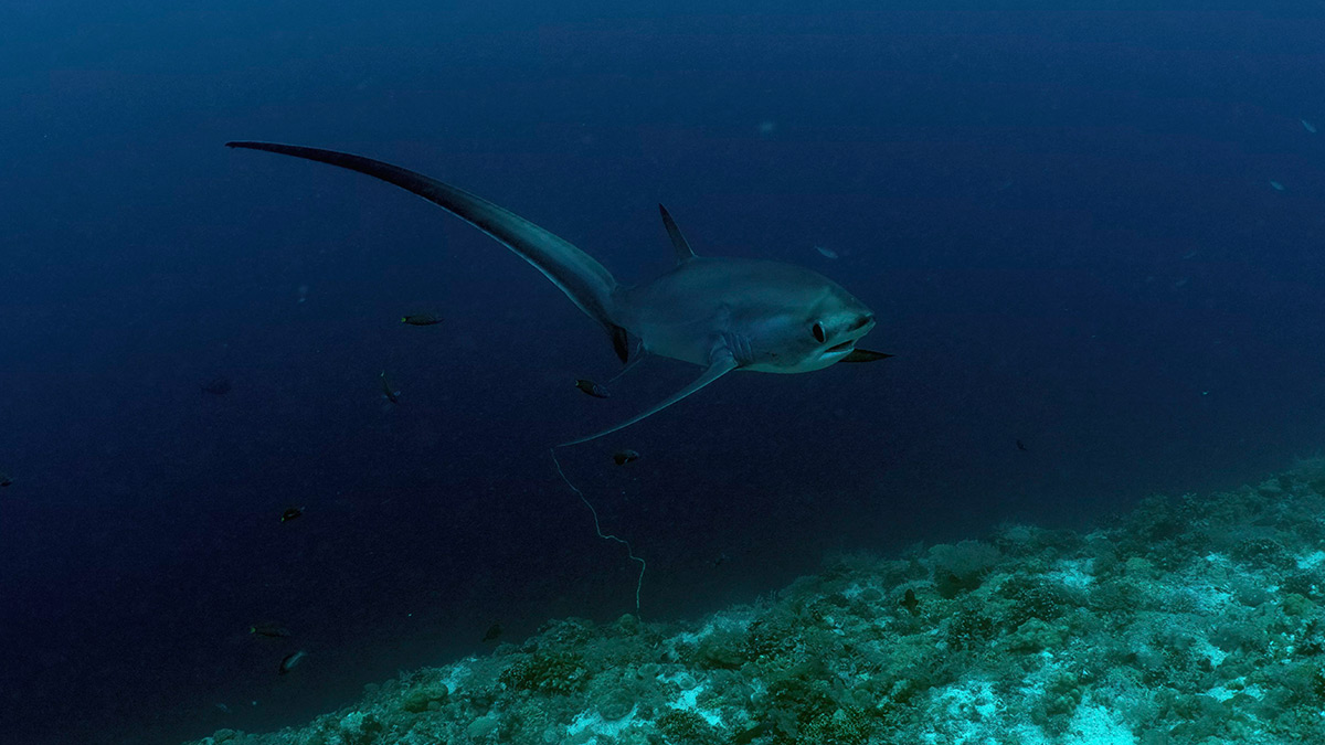 Wild Philippines – Thresher Shark