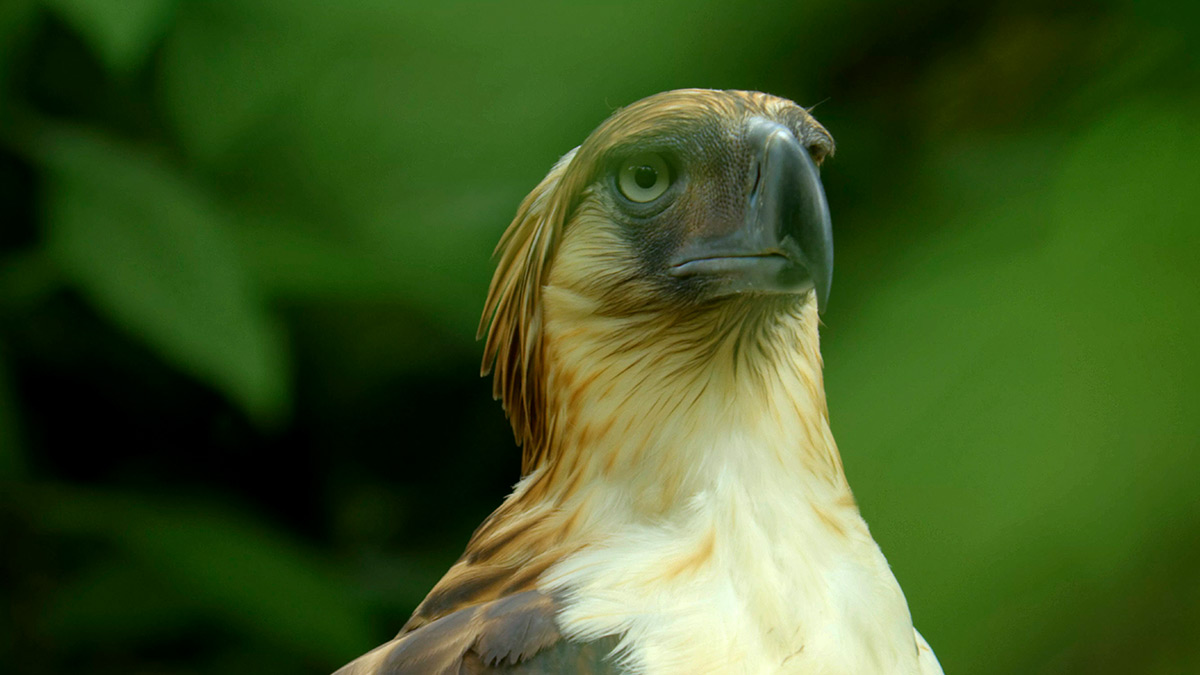 Wild Philippines – Philippine Eagle