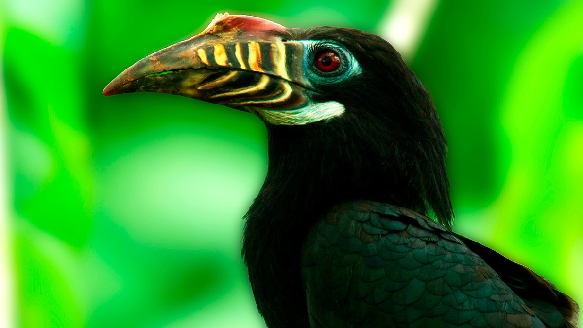 Wild Philippines – Hornbill
